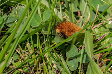 Woolly Bear Caterpillar in the grass