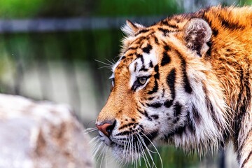 A wildlife portrait of a Siberian tiger standing up. The big cat is a dangerous predator, has orange and white fur with black stripes and is looking around to find some prey to hunt.
