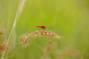 A red-veined darter also known as nomad or Sympetrum fonscolombii perched on a dried grass stalk