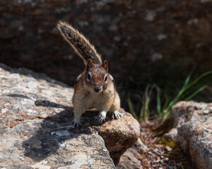 Chipmonk