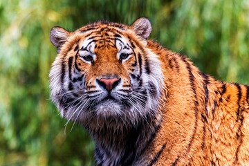 A colorful wildlife headshot portrait of a Siberian tiger standing up. The big cat is a dangerous predator, has orange and white fur with black stripes and is looking around to find some prey to hunt.