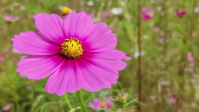 cosmos flower - beautiful pink flower - autumn flowers - flower close-up macro photography