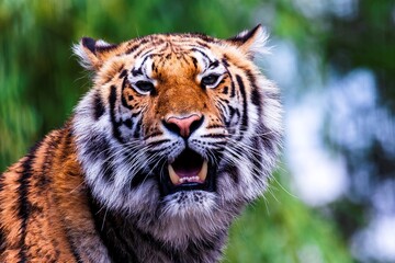 A close up portrait of a Siberian tiger standing up. The big cat is a dangerous predator, has orange and white fur with black stripes and is looking straight into the camera.