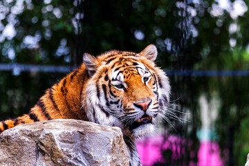 A portrait of a siberian tiger lying behind a rock actively searching for some prey. The dangerous predator animal is a big cat and has an orange and white fur with black stripes.
