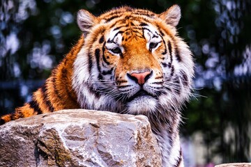 Naklejka premium A close up portrait of a dangerous siberian tiger behind a rock and looking straight at the camera. The predator animal is a big cat and has an orange and white fur with black stripes.