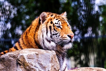 A close up portrait of a dangerous siberian tiger behind a rock and looking straight in front of itself. The predator animal is a big cat and has an orange and white fur with black stripes.