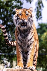 A glorious portrait of a siberian tiger standing proud on a rock. The striped dangerous predator is looking around to spot some prey and the animal looks straight into the camera.