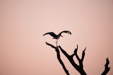 marabou stork during sunrise