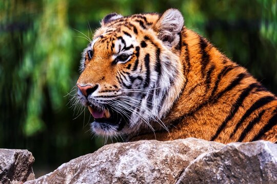 A close up portrait of a siberian tiger lying behind a rock looking for some prey. The predator animal is a big cat and has an orange and white fur with black stripes.