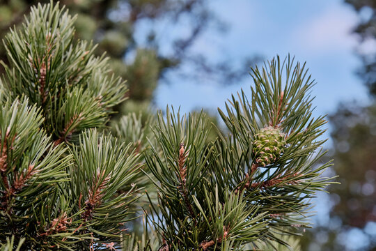 Pine branches, young cone on blue sky background.