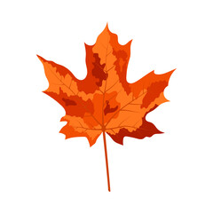 Autumn Maple Leaf