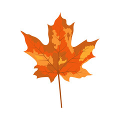 Autumn Maple Leaf