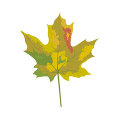 Autumn Maple Leaf