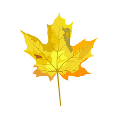 Autumn Maple Leaf