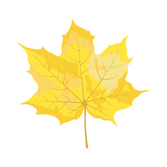 Autumn Maple Leaf