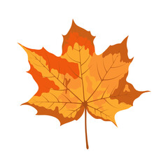 Autumn Maple Leaf