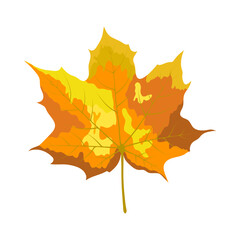 Autumn Maple Leaf