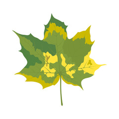 Autumn Maple Leaf