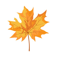 Autumn Maple Leaf