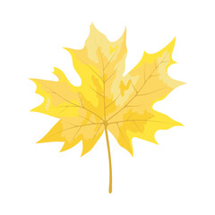 Autumn Maple Leaf