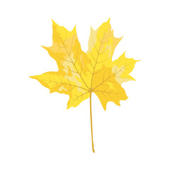 Autumn Maple Leaf