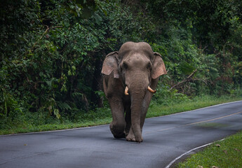 Naklejka na ściany i meble Wild Asia elephant walking on road that cross into National Park of Thailand.