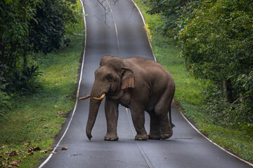Fototapeta na wymiar Wild Asia elephant walking on road that cross into National Park of Thailand.