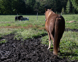 A beautiful horse looking another horse