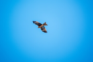 The bird of prey Black Kite flying in blue Sky