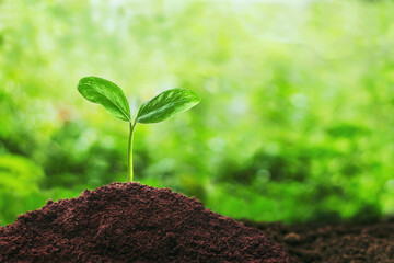 The growth of plants on the soil that has soft sunlight in the morning.
