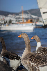 Geese standing on the beach and watching the scenery.
