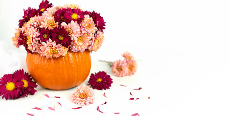 Festive autumn composition with bouquet of chrysanthemums in a pumpkin on white background. Banner. Close-up. Copy space.