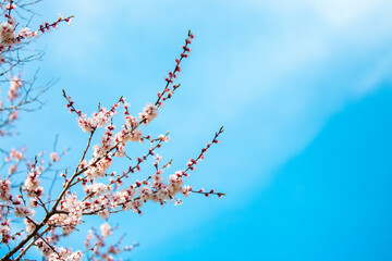 Spring cherry blossoms against a blue sky. Pink flowers spring landscape with blooming pink tree. Beautiful sakura garden on a sunny day. Beautiful concept of romance and love with delicate flowers.