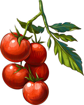 tomato on a branch, colourful sketch illustration