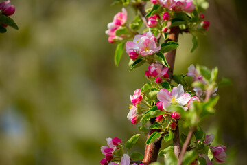 Spring blooming sakura trees. Pink flowers Sakura Spring landscape with blooming pink tree. Beautiful sakura garden on a sunny day.Beautiful concept of romance and love with delicate flowers.