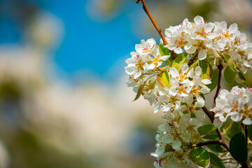 White flowers bloom in the trees. Spring landscape with blooming sakura tree. Beautiful blooming garden on a sunny day. Copy space for text.