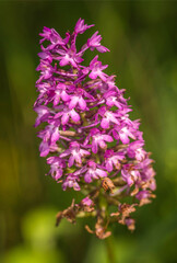 Orchis pyramidal sur le plateau de Cuvergnat à Corveissiat, Ain, France