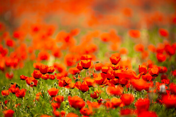 Obraz premium Spring, field of poppy flowers. The concept of the freshness of the morning nature. Spring landscape of red wildflowers. Beautiful landscape, pnorama long banner.