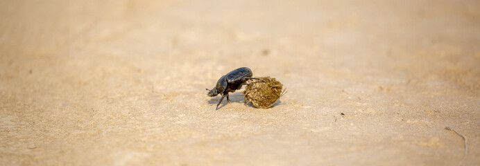 A scarab beetle rolls a ball of dung through the desert of Egypt. Dung beetle rolling a dung ball. Insect life, wildlife.
