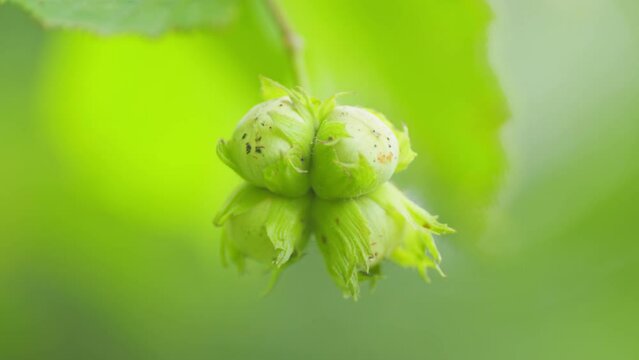 Green unripe hazelnuts or corylus avellana, on the branch on a sunny summer day. Slow motion.