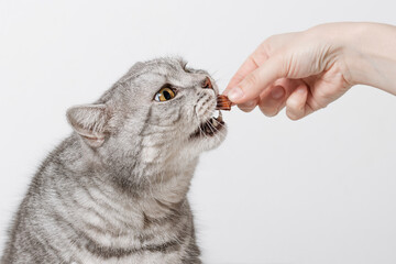 Hand giving dry treat to cat, cat eating tasty food