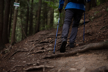 Obraz premium Hiker with trekking poles walking though the mountain forest. Adventure and activity concept. close up. Tourism background