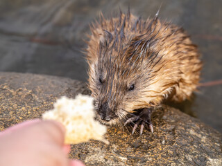 Muskrat, Ondatra zibethicuseats, eats bread from human hand.