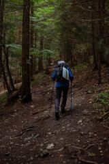 Fototapeta premium Hiker with trekking poles walking though the mountain forest. Adventure and activity concept.. Tourism and holiday background