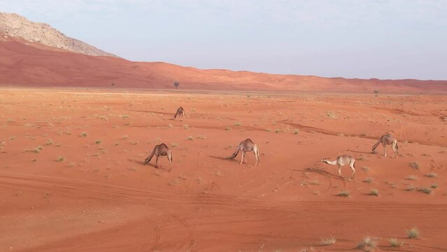 Drone flight over camels walking on sand