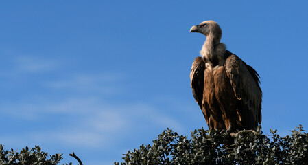 Griffon vulture // Gänsegeier (Gyps fulvus) - Extremadura, Spain