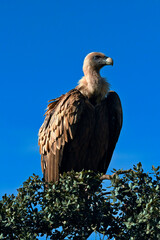 Griffon vulture // Gänsegeier (Gyps fulvus) - Extremadura, Spain