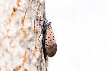  Lycorma delicatula, Lycorma delicatula is a planthopper and infesting