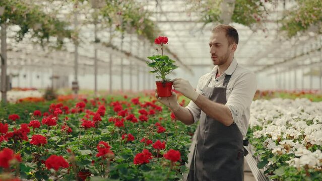 Male gardener is standing in row and taking care ofa flowers. Man carries a flower and examine it. People horticulture, gardening and florist concept.