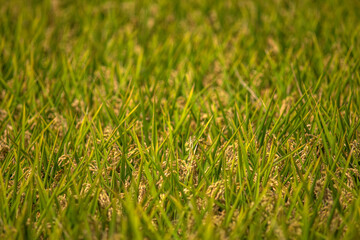 Plants de riz dans le delta de Èbre à Deltebre, Espagne